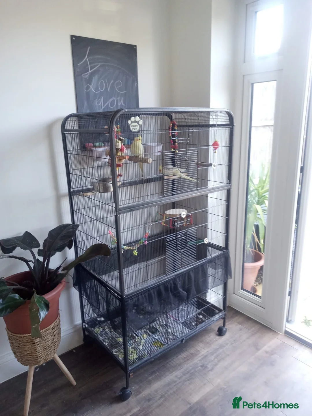 Cockatiels birds for sale: Rehoming my two cockatiels cage included for £300 in Sandy - Advert 1