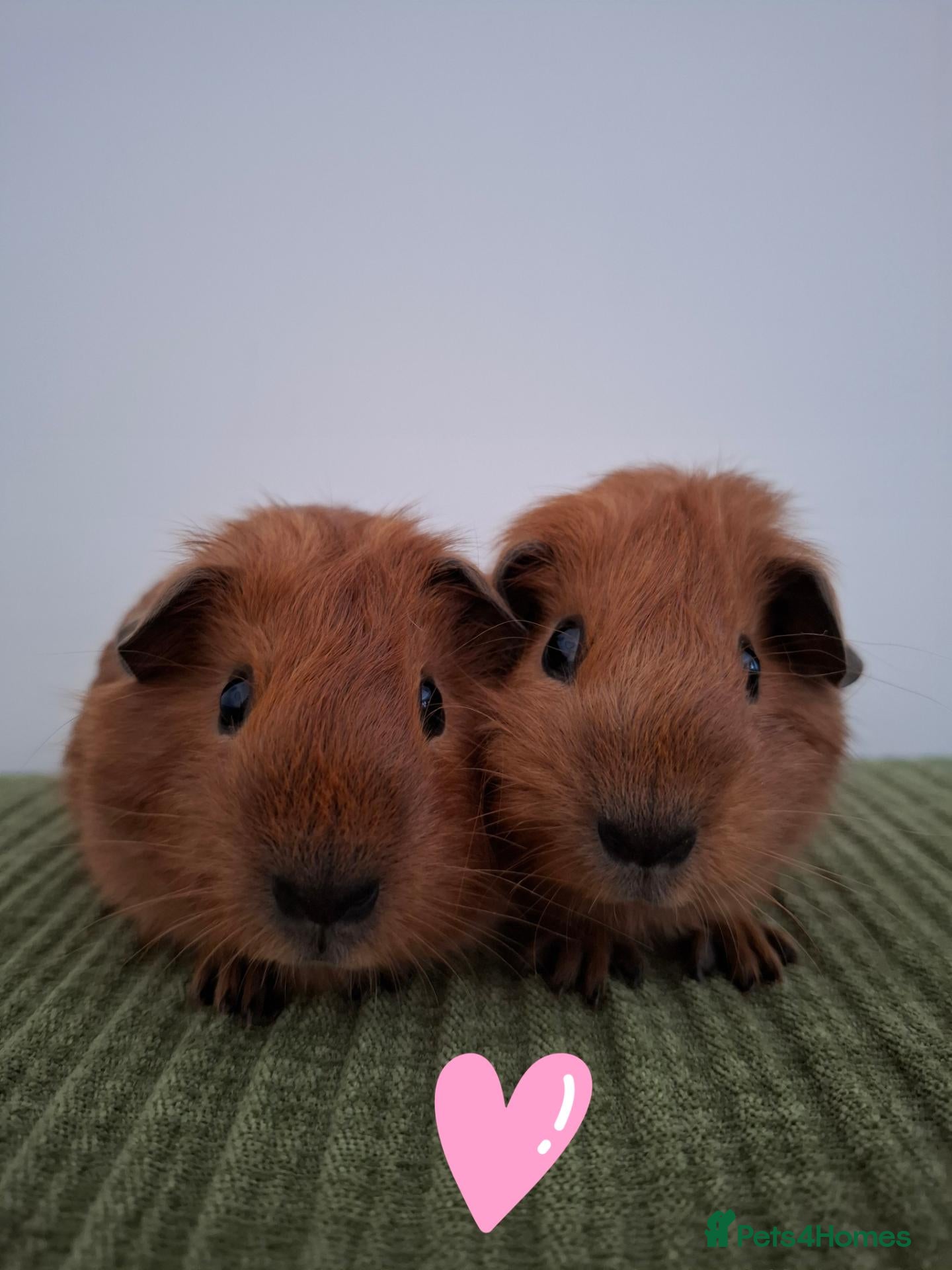 Guinea Pig rodents Red californian Girls x2 1 x cali boar 1 x teddy  - Advert 3