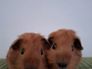 Guinea Pig rodents Red californian Girls x2 1 x cali boar 1 x teddy - Advert 3