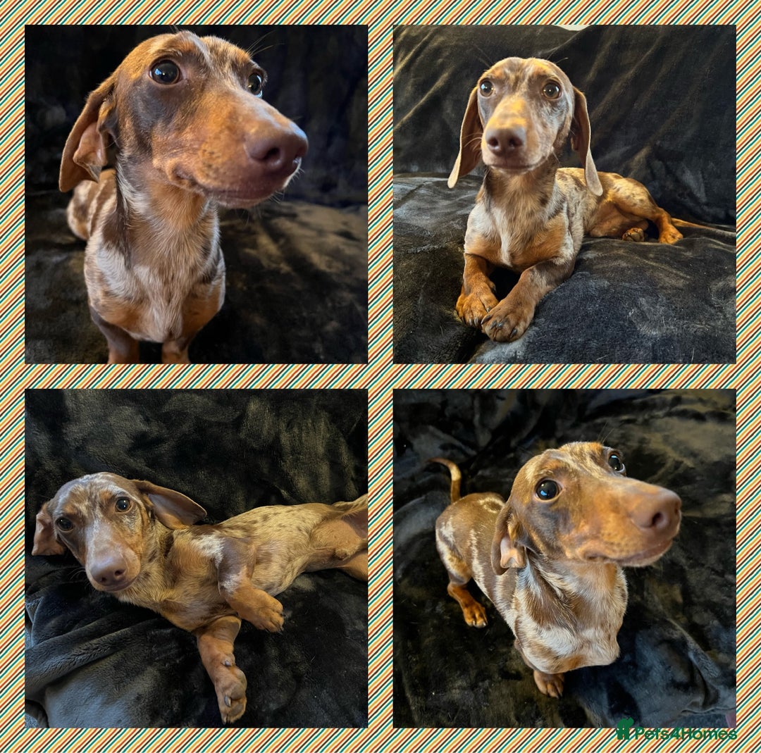 Miniature Dachshund dogs for stud: Proven, KC, PRA clear, tested, Miniature Dachshund in Hinckley - Image 1