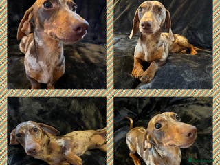 Miniature Dachshund dogs Proven, KC, PRA clear, tested, Miniature Dachshund in Hinckley - Advert 2