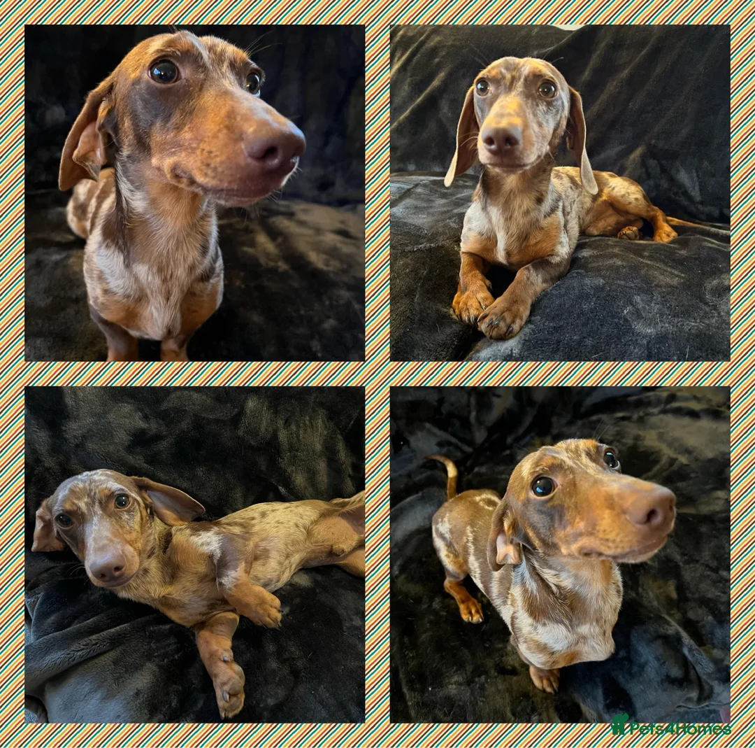 Miniature Dachshund dogs for stud: Proven, KC, PRA clear, tested, Miniature Dachshund in Hinckley - Advert 1