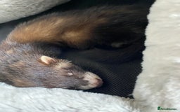 Ferret rodents for sale:  5 month old male ferret for sale - Image 2
