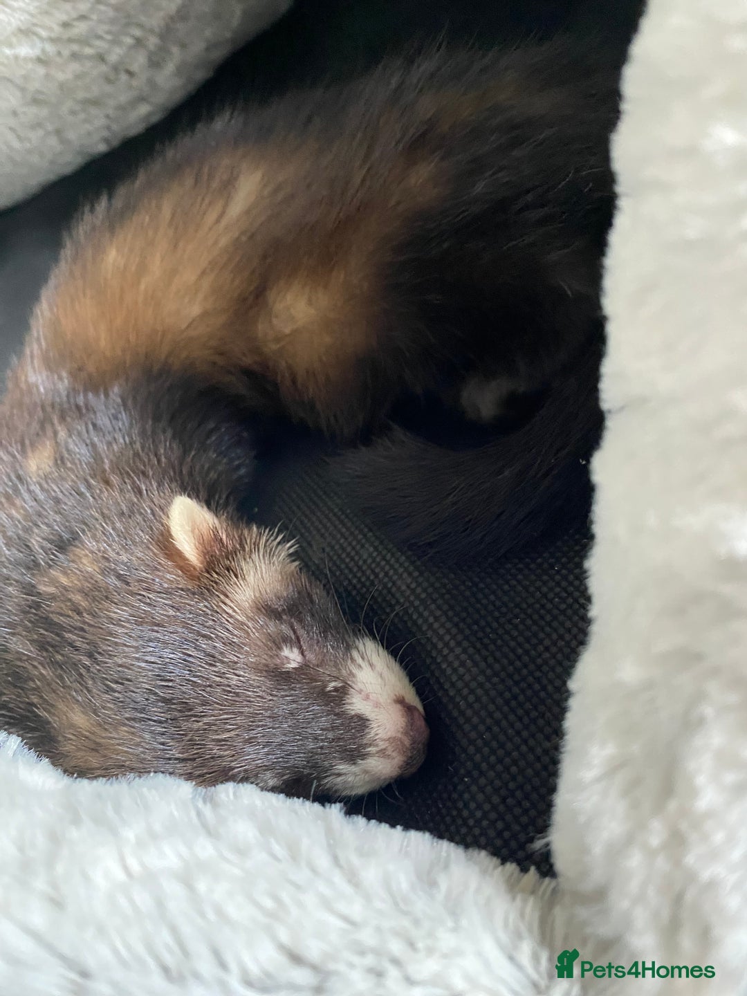 Ferret rodents for sale:  5 month old male ferret for sale - Image 2