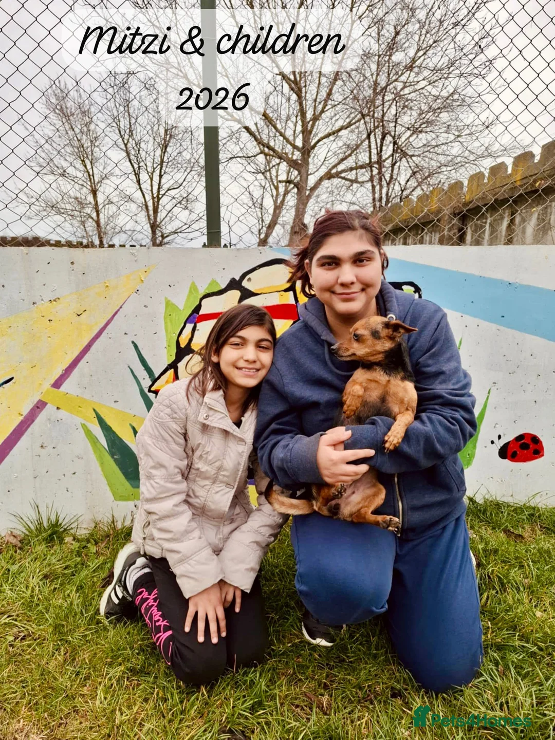 Mixed Breed dogs for adoption: Mitzi, Small 3-5 yr old. Available for adoption. - Advert 3