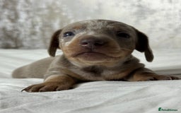 Miniature Dachshund dogs for sale: quality minature dachshunds (ready 14th october) - Image 8