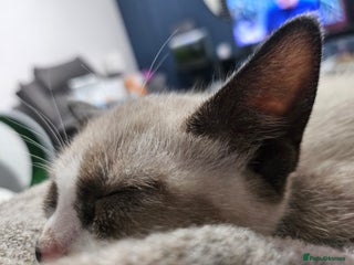 Snowshoe cats Rare pedigree snowshoe kittens born in Scotland - Advert 6