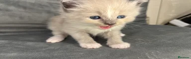 💚green male kitten 4