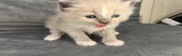 Ragdoll cats for sale: Beautiful mink ragdoll kittens  - Advert 14