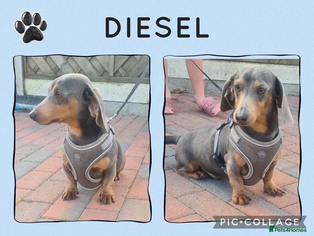 Miniature Dachshund dogs for sale: Blue dapple daxies beautiful colours - Advert 24