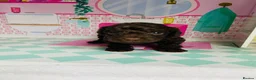 Cavapoo dogs for sale: Exquisite Merle F1b cavapoo puppies for sale  - Advert 3