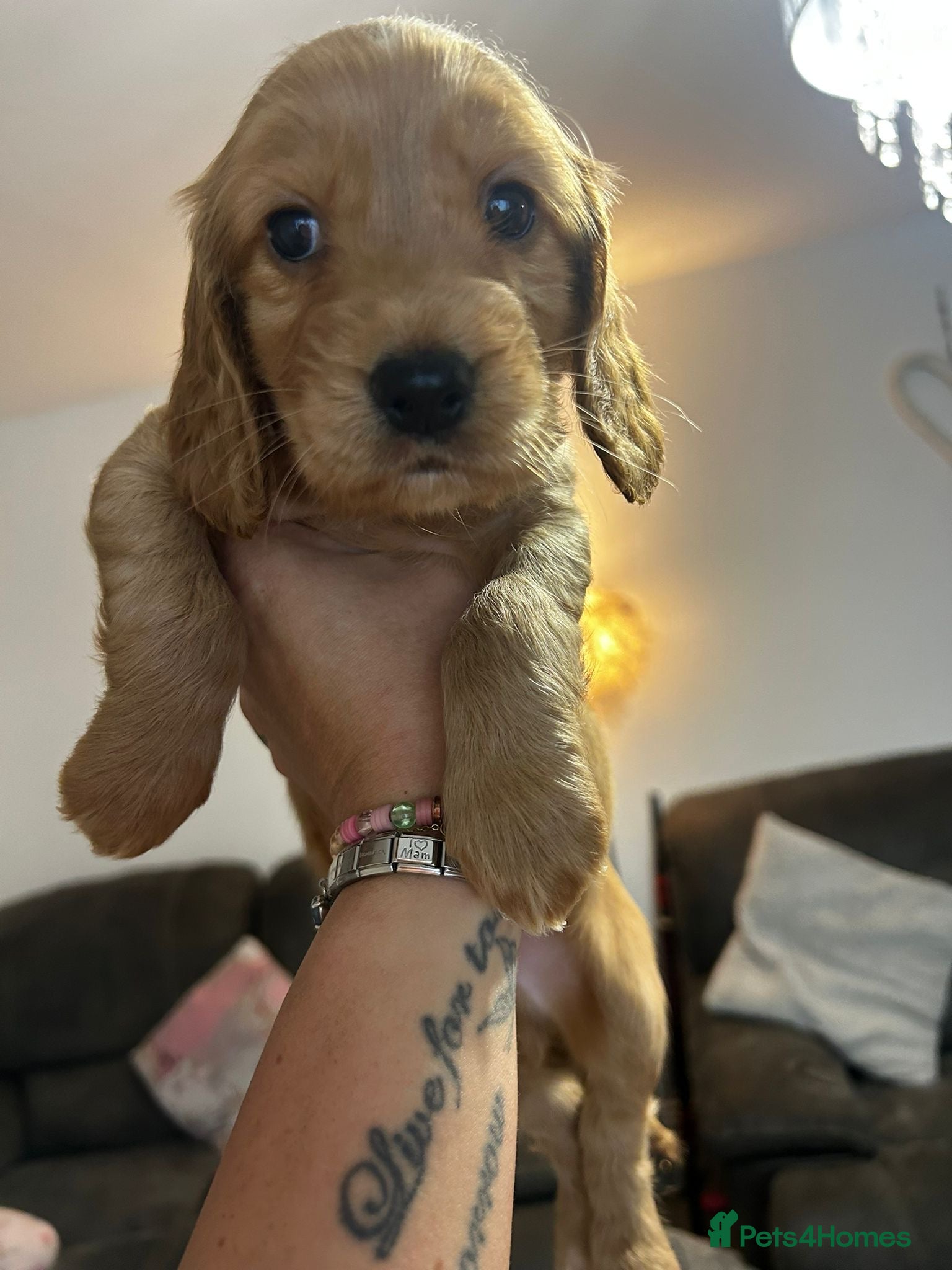 Cocker Spaniel dogs Cocker spaniels ( show type)  - Advert 18