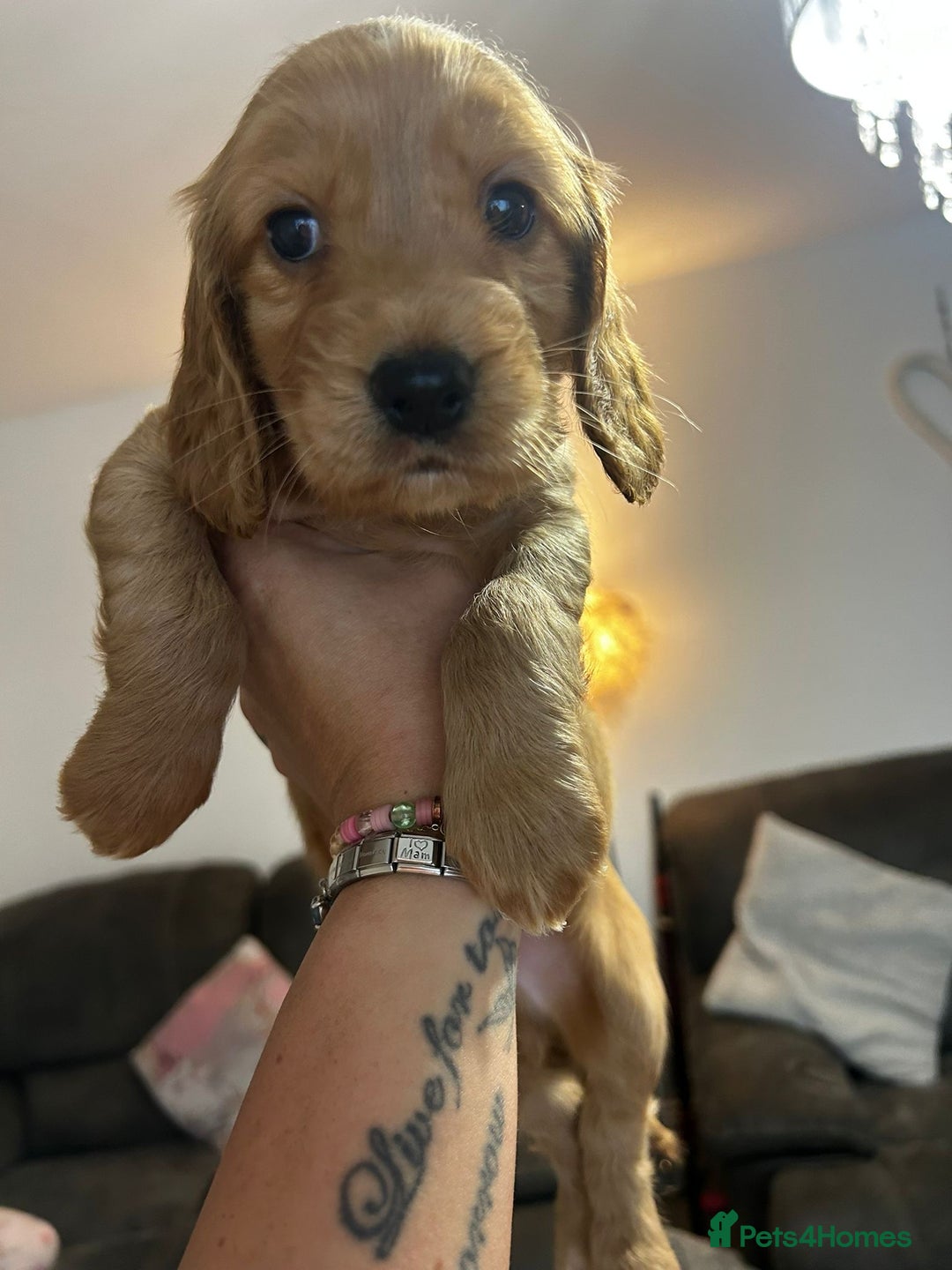 Cocker Spaniel dogs for sale: Cocker spaniels ( show type)  - Advert 1