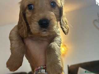 Cocker Spaniel dogs Cocker spaniels ( show type) - Advert 6