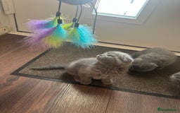 Scottish Fold cats for sale: Scottish fold - Image 3