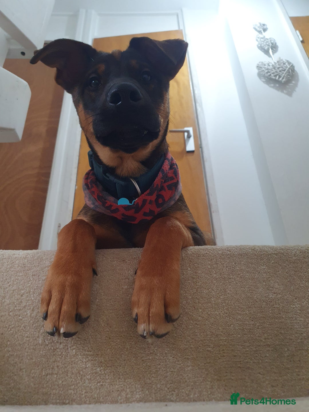 Mixed Breed dogs for sale: Doberman x akita 4 and half mths old - Advert 4