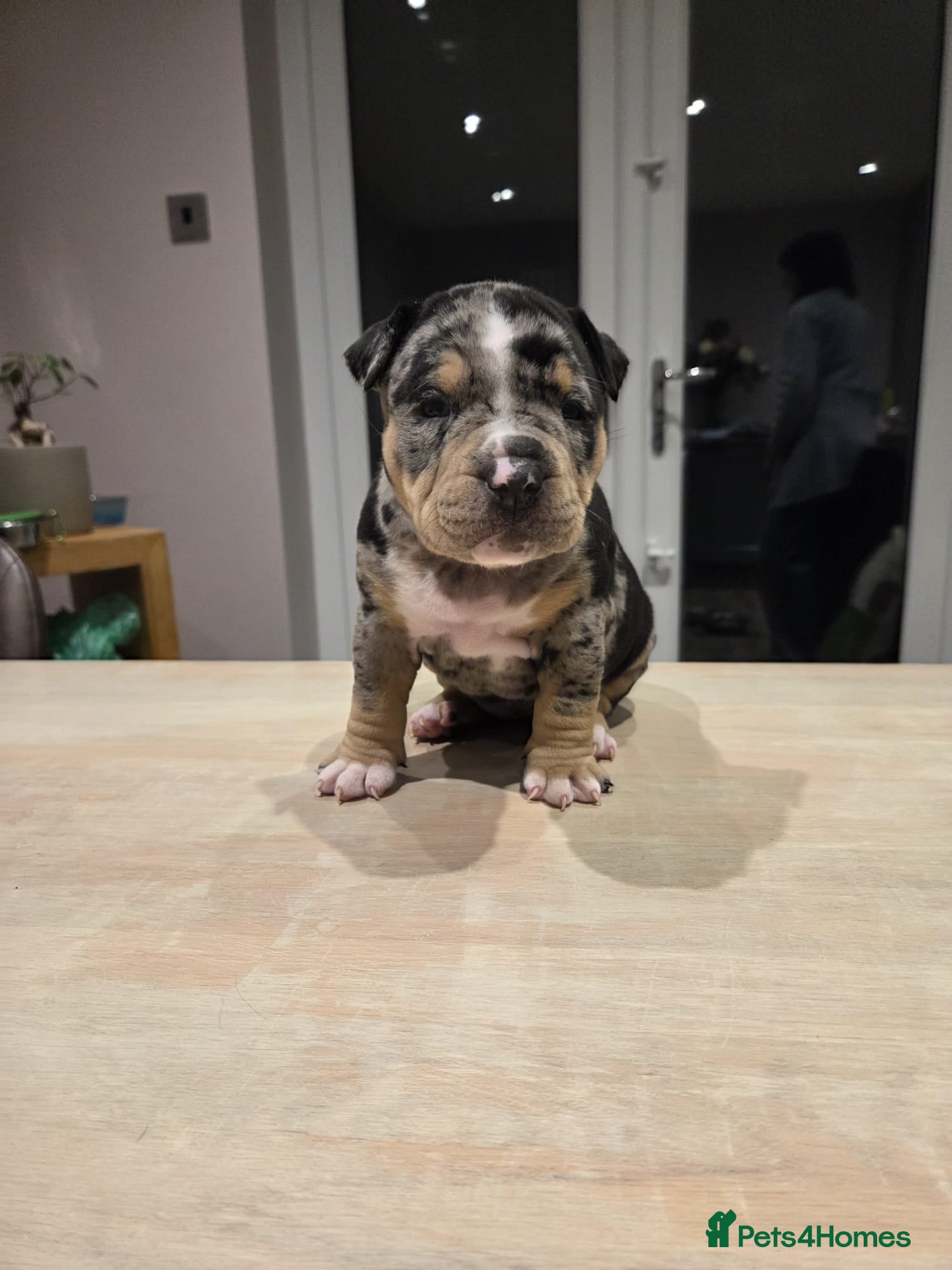 American Bully dogs Luna x Dynamite puppies🧨🧬 4 girls✅ 4 boys✅ - Advert 3