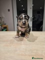 American Bully Puppy 2