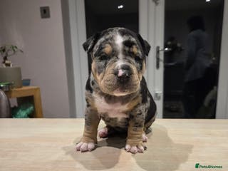 American Bully dogs Luna x Dynamite puppies🧨🧬 4 girls✅ 4 boys✅ - Advert 3