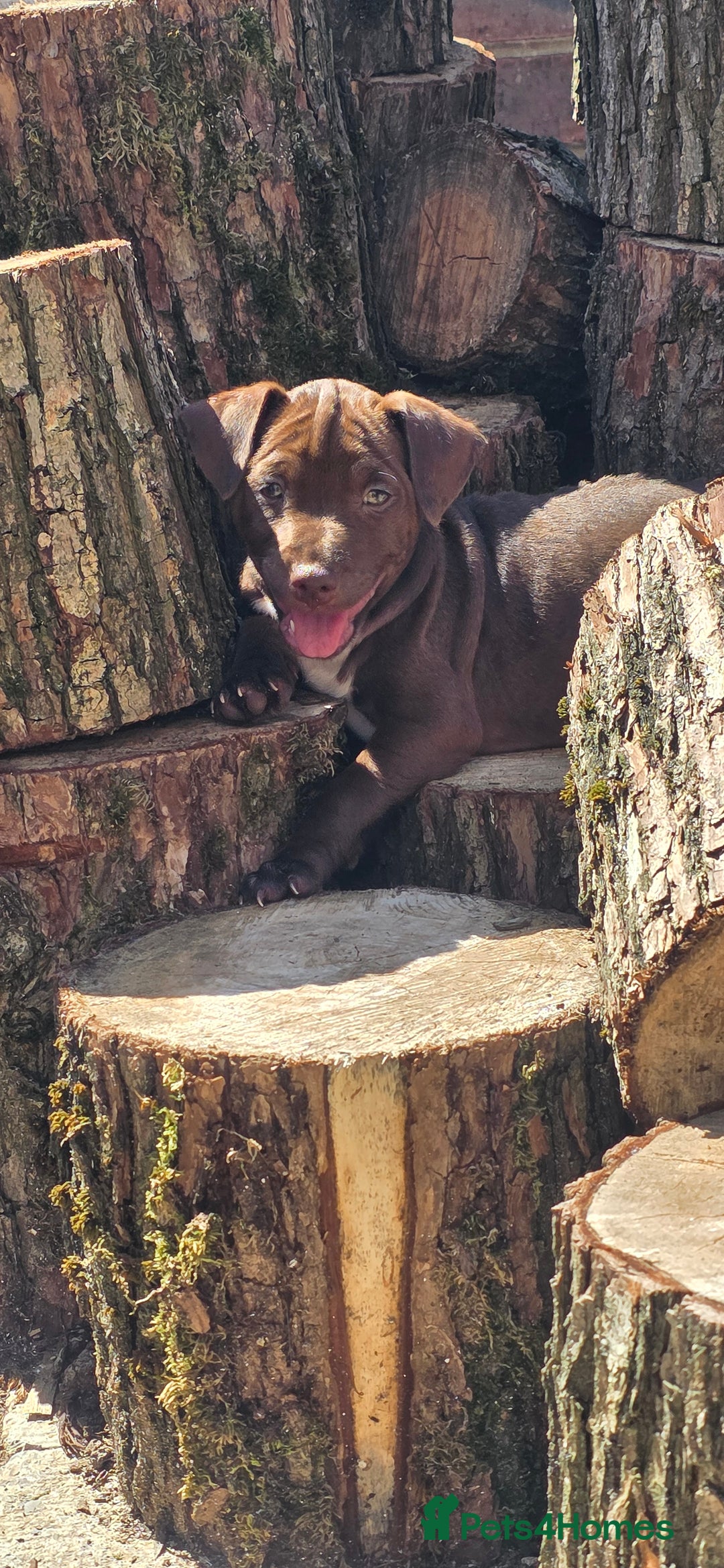 Patterdale Terrier dogs for sale: Chocolate paterrdale  - Image 4