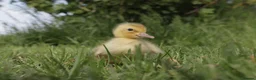 Ducks poultry for sale: Gorgeous Variety of Sexed Ducklings  - Advert 4