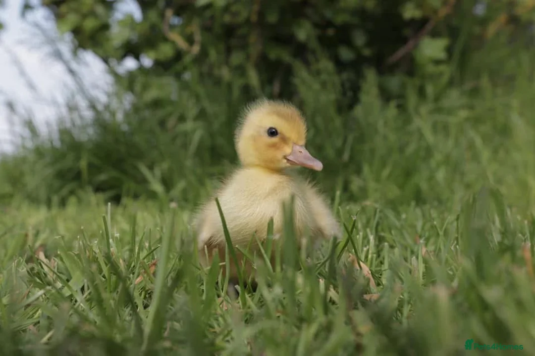 Ducks poultry for sale: Gorgeous Variety of Sexed Ducklings  - Advert 4