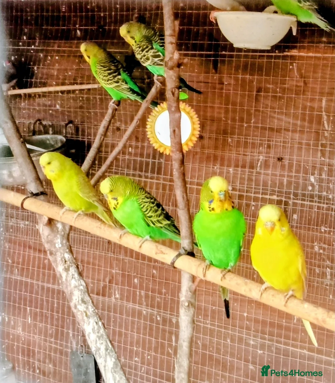 Budgerigars birds for sale: BEAUTIFUL YOUNG BUDGIES FOR SALE! in Cradley Heath - Advert 1