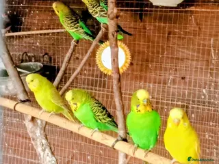 Budgerigars birds BEAUTIFUL YOUNG BUDGIES FOR SALE! - Advert 1