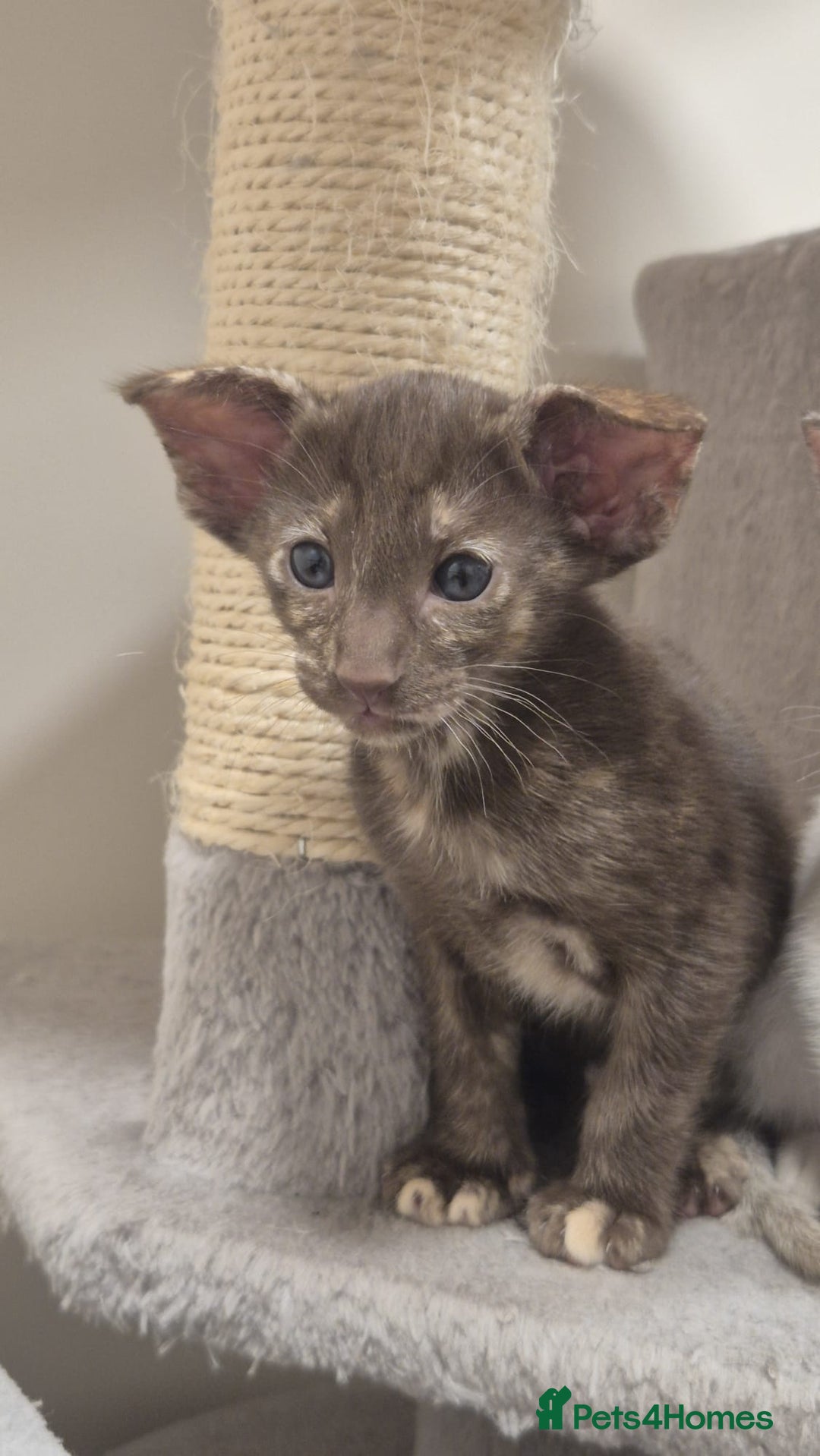 Oriental cats for sale: Oriental and Siamese kittens. - Advert 14