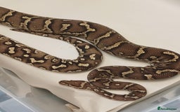 Python Snake reptiles for sale: CB22 PAIR OF ANGOLAN PYTHONS  - Image 4