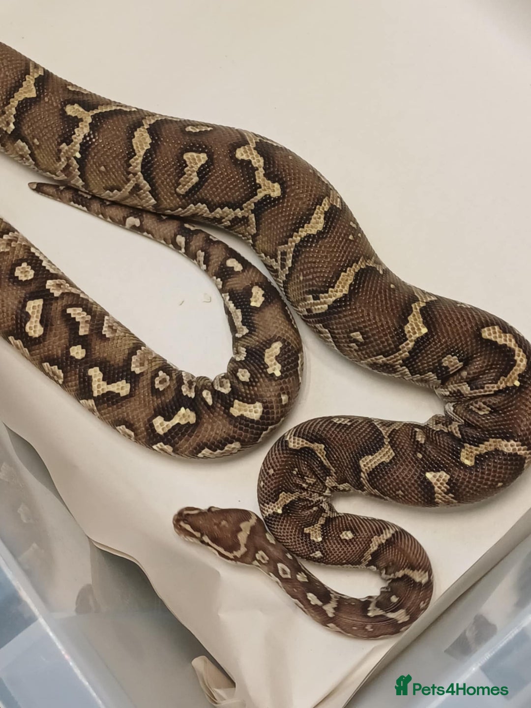 Python Snake reptiles for sale: CB22 PAIR OF ANGOLAN PYTHONS  - Image 4