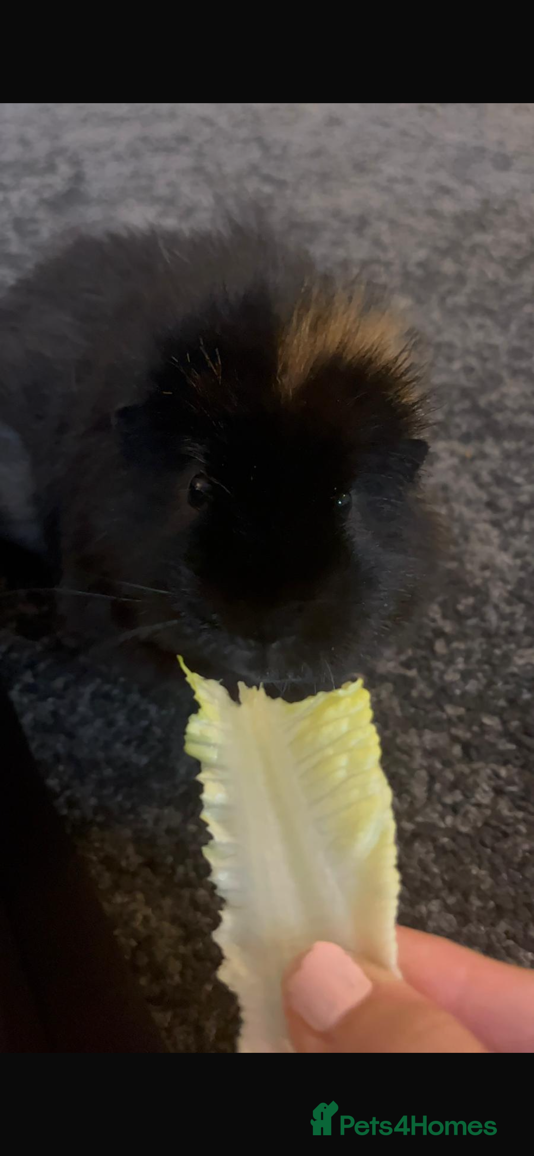 Guinea Pig rodents for sale: rehoming my guinea pig - Advert 3