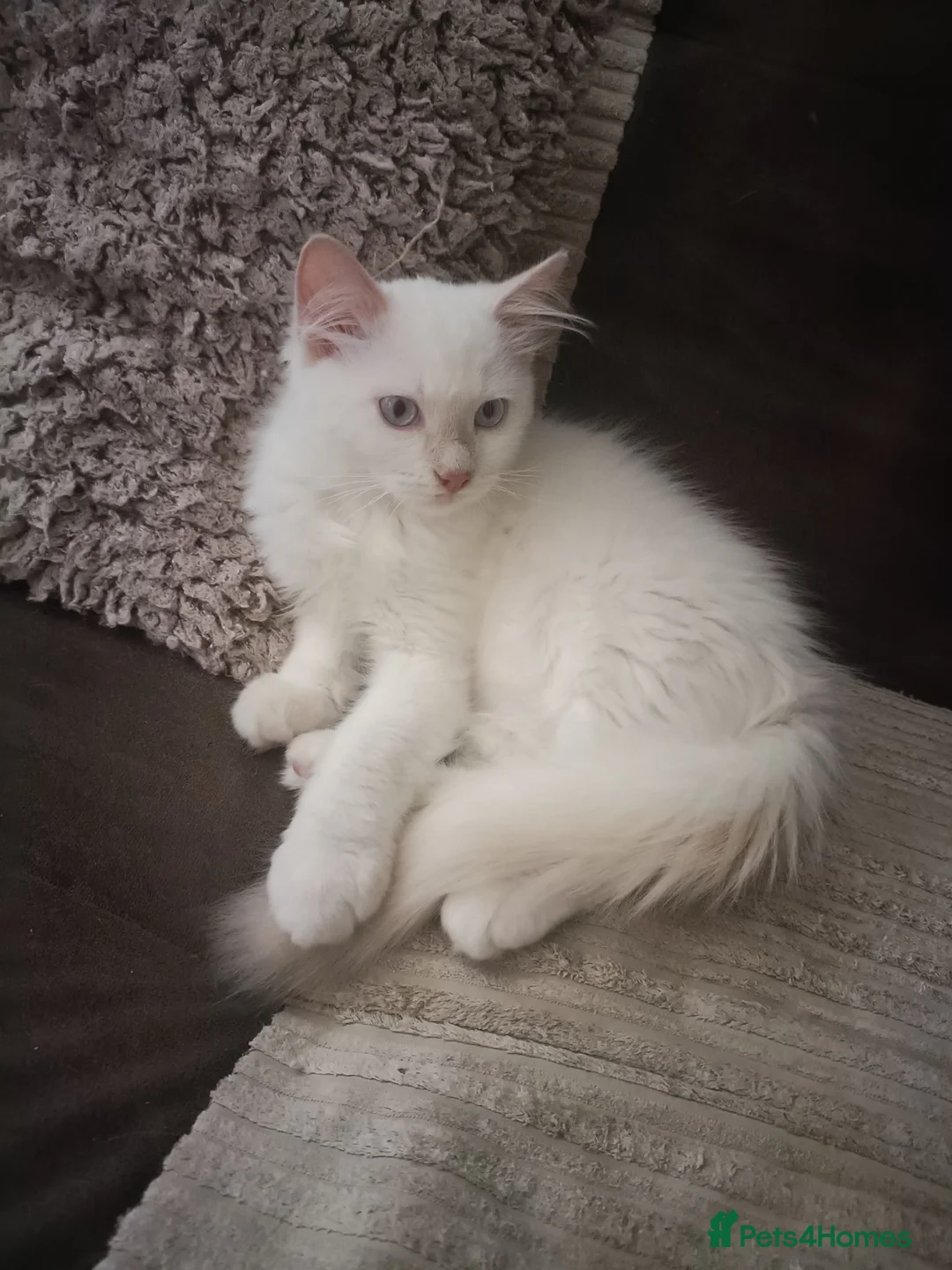 Ragdoll cats for sale: Ready now Rare active fawn point boy - Advert 1