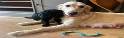 Goldendoodle dogs for sale: Superb Fully Health Tested Rare Goldendoodle Pups in Basingstoke - Advert 2