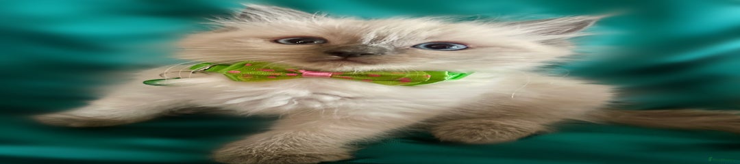 Ragdoll Kitten 2