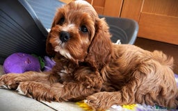 Cavapoo dogs for sale: Rare Miniature F1 Cavapoo Quality Puppies - Image 4