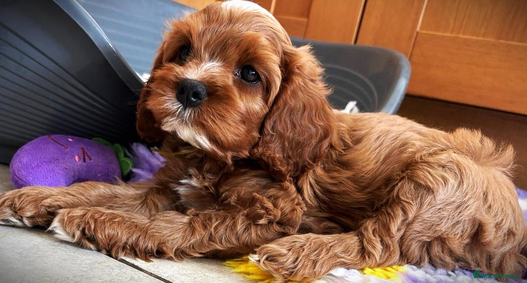 Cavapoo dogs for sale: Rare Miniature F1 Cavapoo Quality Puppies - Image 4
