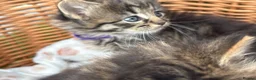 Mixed Breed cats for sale: Blue eyed fluffy babies  - Advert 24