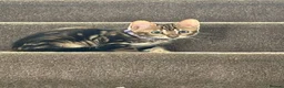 Bengal cats for sale: Pedigree Bengal Kittens - Advert 3