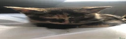 Mixed Breed cats for sale: Two Female Tortoiseshell Kittens For Sale! - Advert 7