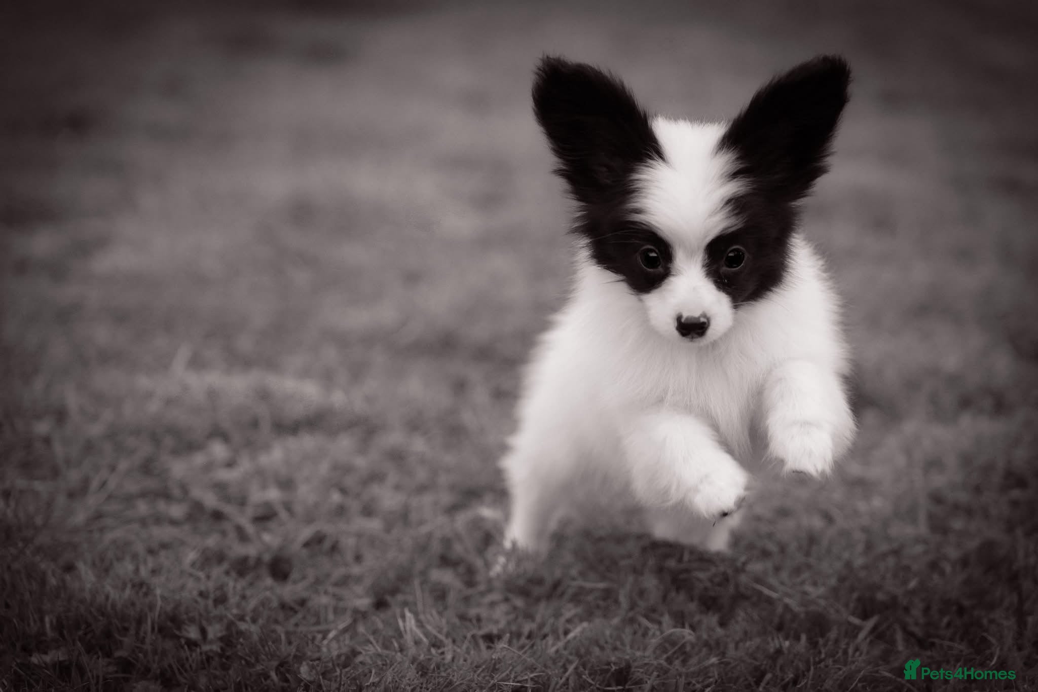 Papillon dogs HEALTH TESTED Papillon & Phalene  - Advert 2