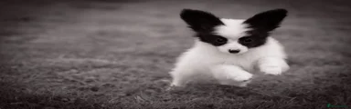 Papillon 2