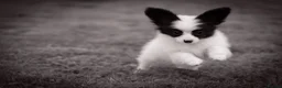 Papillon dogs for sale: HEALTH TESTED Papillon & Phalene  - Advert 2