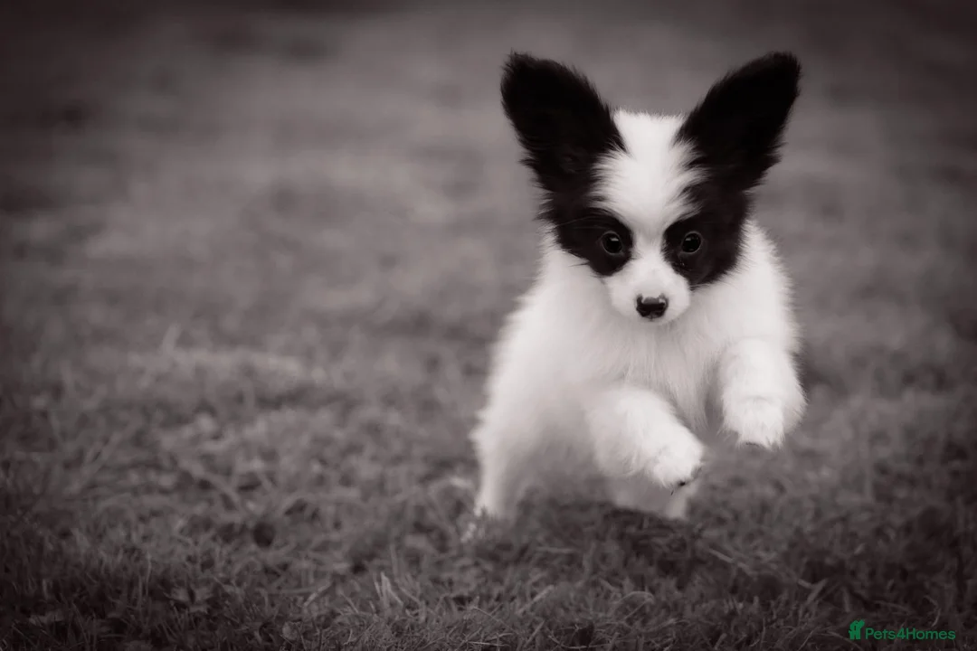 Papillon dogs for sale: HEALTH TESTED Papillon & Phalene  - Advert 2