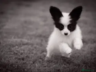 Papillon dogs HEALTH TESTED Papillon & Phalene - Advert 2