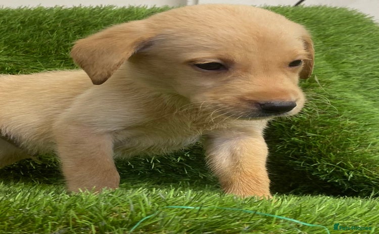 Labrador Retriever dogs - Advert 8