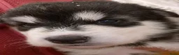 Alaskan Malamute dogs for sale: KC malamute puppies rare colours,exceptional lines - Advert 4