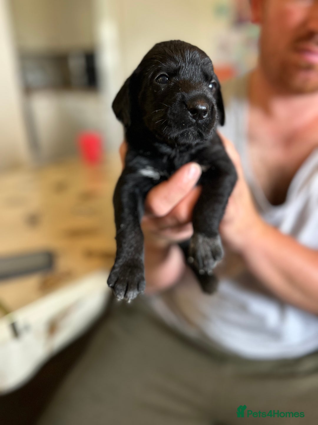 Mixed Breed dogs for sale: 🐾 German wirehaired pointer x Labrador 🐾  - Image 6