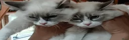 Ragdoll cats for sale: 2 Bio female ragdoll kittens ready now. - Advert 2