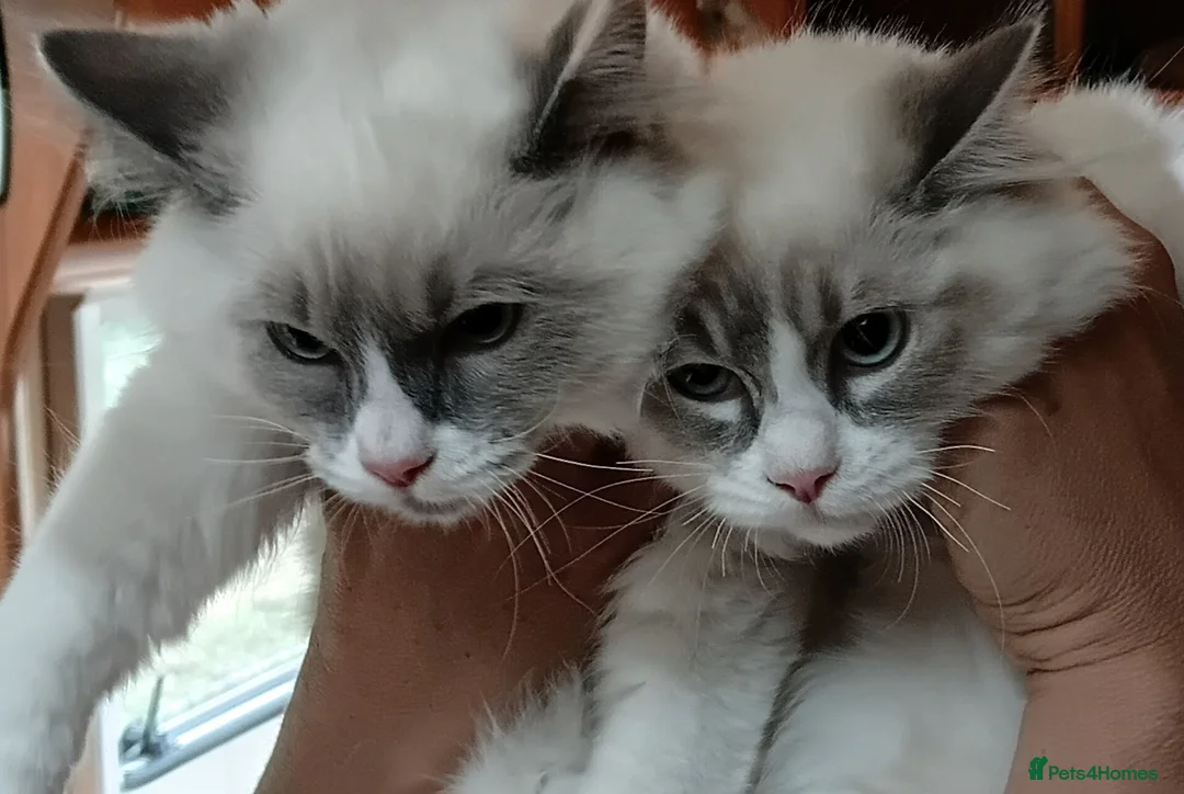 Ragdoll cats for sale: 2 Bio female ragdoll kittens ready now. - Advert 2